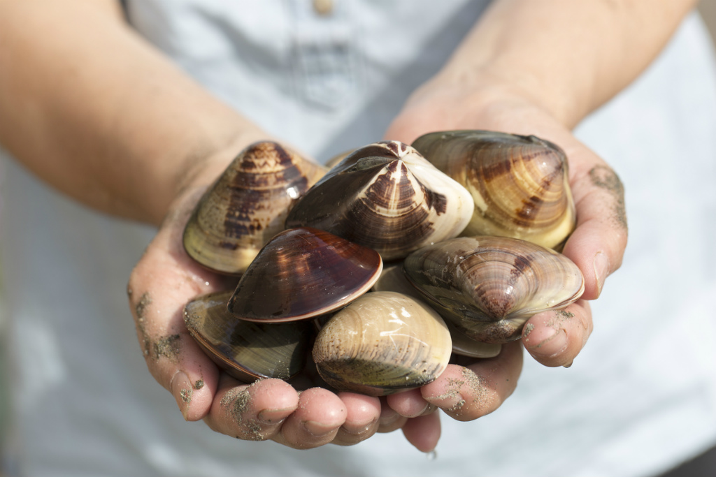 漁具？あさりやハマグリ等にどうですか？