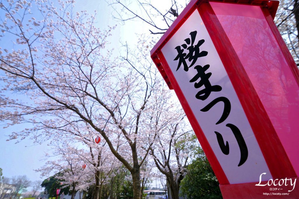今年も桜神宮で 優しいピンクに包まれるひとときを 楽しんでき