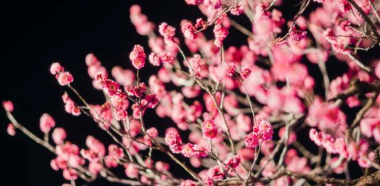 梅の花のライトアップ