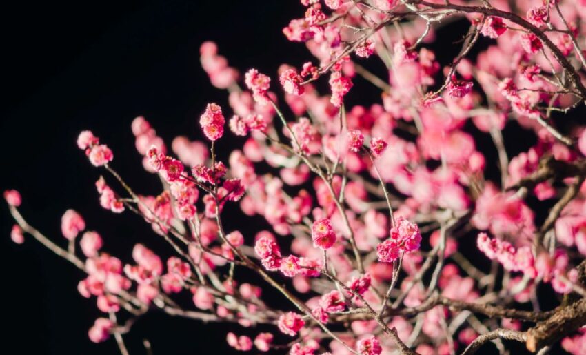 梅の花のライトアップ