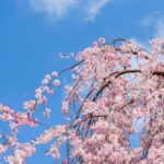 しだれ桜