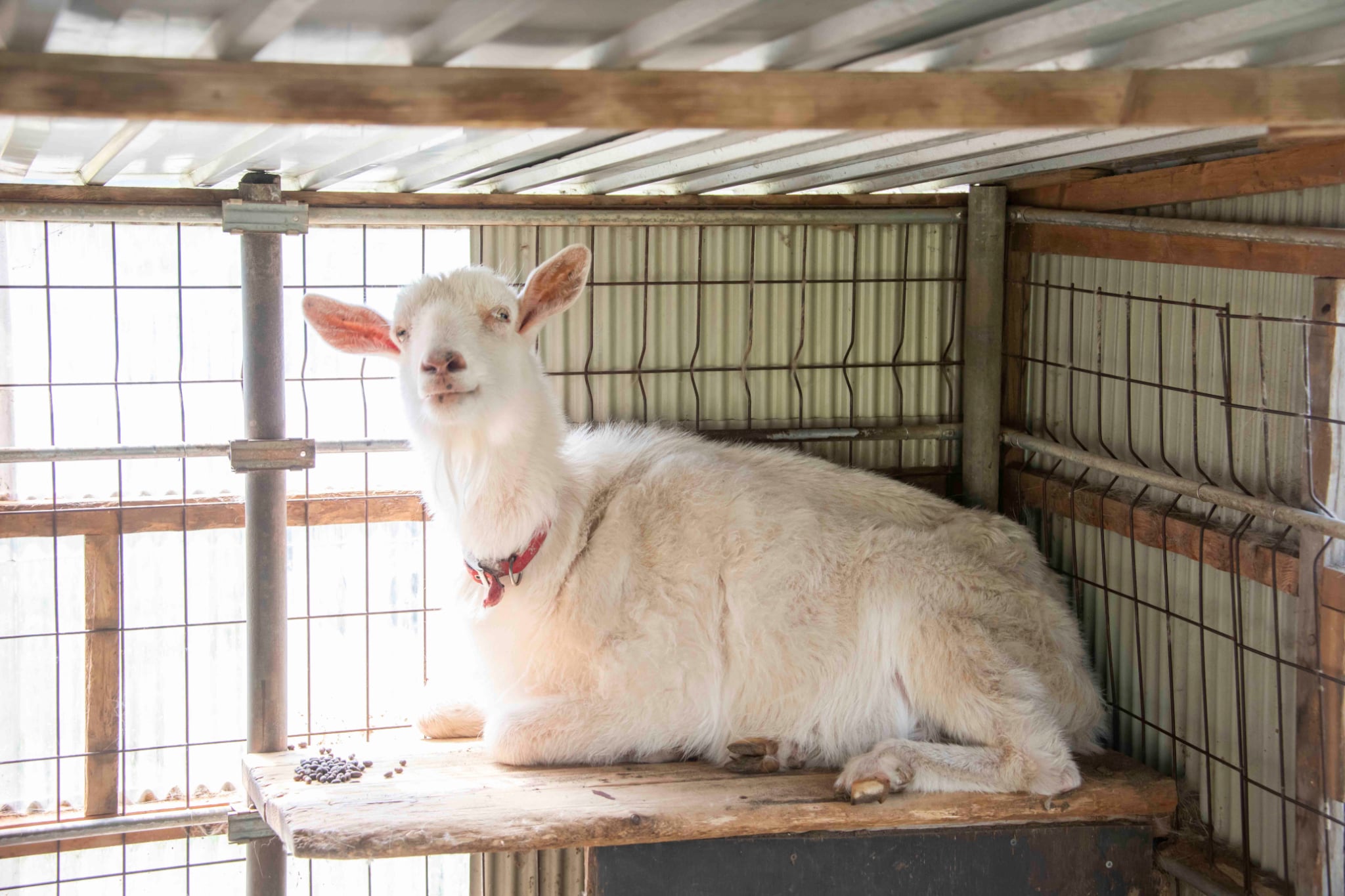 夢のひろば須田のヤギ