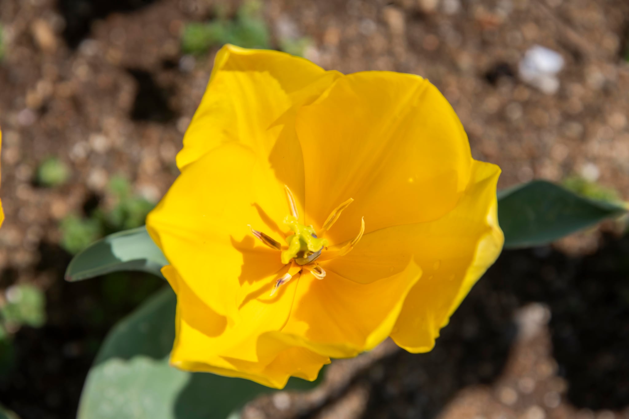 夢のひろば須田チューリップ