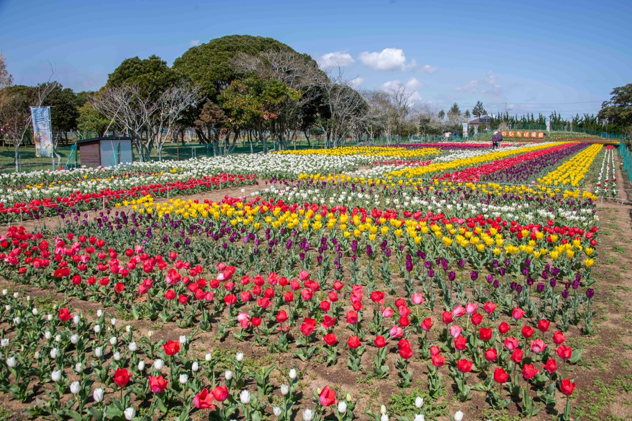 夢のひろば須田チューリップ