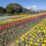 夢のひろば須田チューリップ