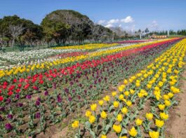 夢のひろば須田チューリップ