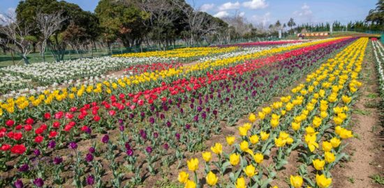 夢のひろば須田チューリップ