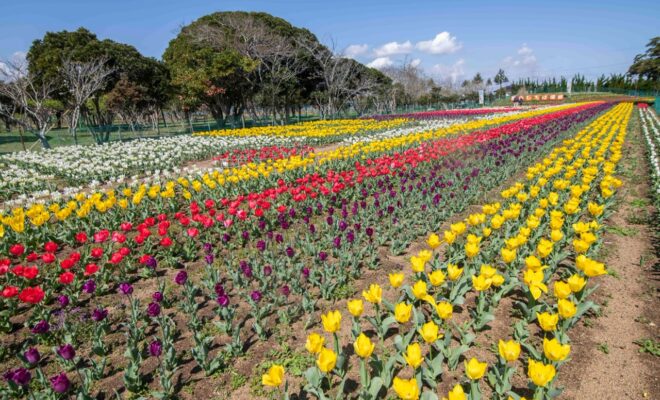 夢のひろば須田チューリップ