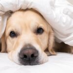 犬