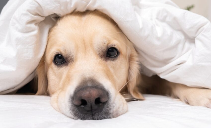 犬