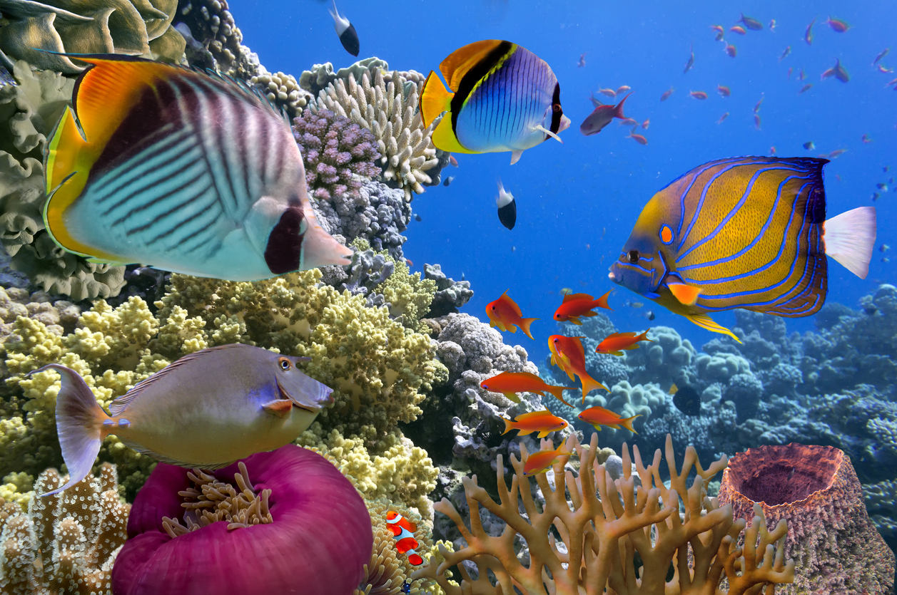 iStock-517089360.jpg
