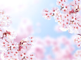桜
