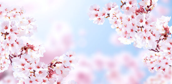 桜