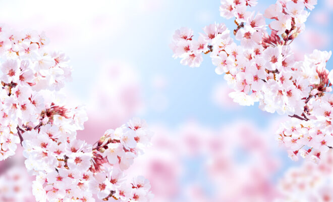 桜